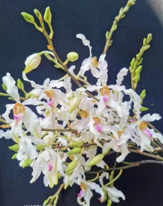 白花拟万代兰 附生兰又名白花火焰兰 万代兰好养活