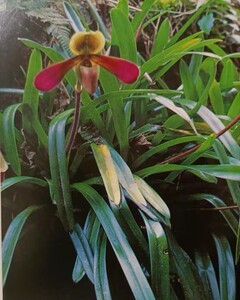 带叶兜兰又名小飘带兜兰兜兰兰花5苗起拍