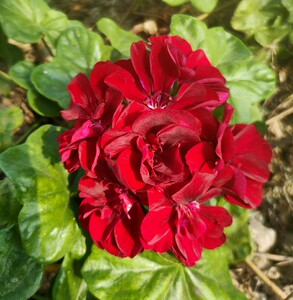 满68包邮 黑魔法垂吊天竺葵洋绣球小苗