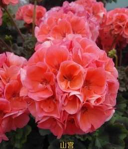 满68包邮 大山宫直立天竺葵洋绣球小苗