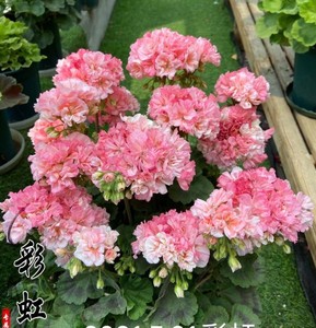 满68包邮 彩虹直立天竺葵洋绣球小苗