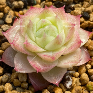 【潘多拉】女王玫瑰 暗纹 红边果冻多肉植物 正版 保证品种