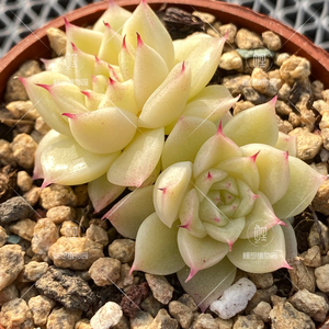 【麦杆l5】选育油腻红尖白体 多肉植物/鲤想植物园/一物一拍