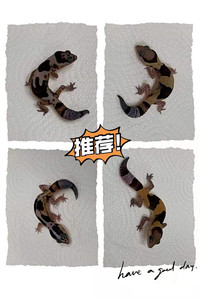 肥尾守宫  活体亚成体苗子幼体 自家人工繁殖 奶牛奥利奥祖鲁原色