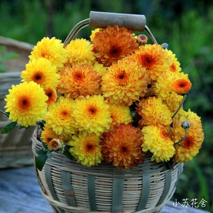 小苏花舍 菊花苗北京夏菊 红珍珠 耐寒耐热花期长好养包对版 小苗