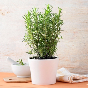 小苏花舍 迷迭香苗 香草植物 阳台盆栽花卉庭院植物食用花卉香料