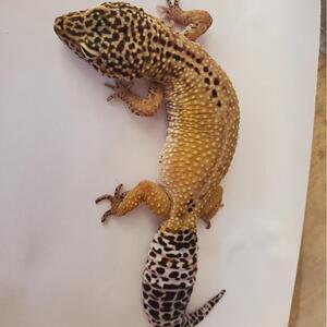 萝卜豹纹守宫 小成体母 宠物蜥蜴另类宠物活体活物爬宠可上手壁虎
