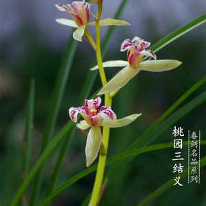 春剑桃园三结义