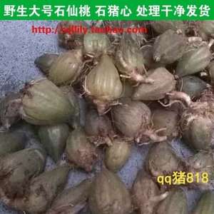 野生石仙桃 新鲜石橄榄 石猪心 石豆兰 大号 石仙桃 4斤包邮