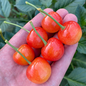 黄色水晶樱桃新鲜孕妇水果大黄车国产车厘子雷尼尔礼盒装顺丰包邮