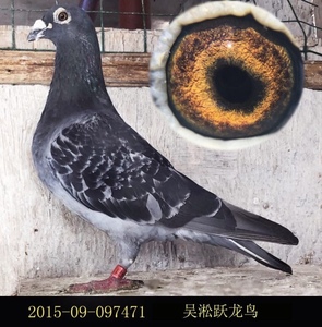 吴淞小麻雀信鸽图片图片