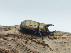 美东白兜 成虫&幼虫 合木虫社-甲虫宠物