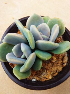 多肉三色诺玛 精控群生 清棚特惠捡漏的来 -粉安紫仙