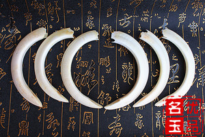 天然未加工原生态猪牙 獠牙兽牙牙雕雕刻 念珠 手串 牙工艺原料
