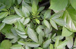 野生现采新鲜中草药材接骨草 走马风六耳苓大臭草陆英蒴 500克