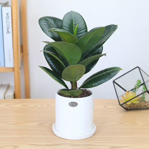 绿金刚橡皮树盆栽大棵客厅室内外大叶绿叶植物四季常青净化空气