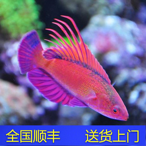 宿务火焰雀 海水鱼 活体珊瑚小丑鱼 快闪龙 隆头鱼观赏鱼