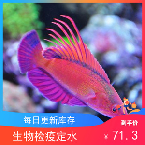 宿务火焰雀 海水鱼 活体珊瑚小丑鱼 快闪龙 隆头鱼观赏鱼