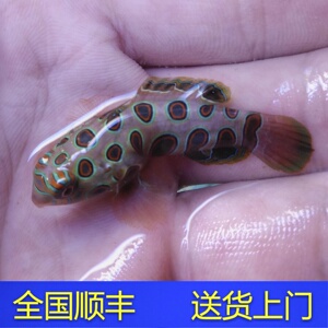 圆点青蛙 海水鱼小丑鱼活体珊瑚五彩青蛙