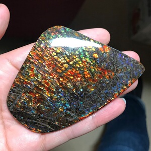 斑彩石原石 斑彩螺居家摆件多彩龙鳞 天然宝石特价加拿大直邮包邮