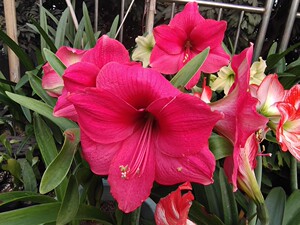 粉色惊奇 进口朱顶红 大花单瓣带叶带根包对版广东发货