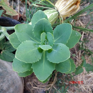 八宝景天多肉植物