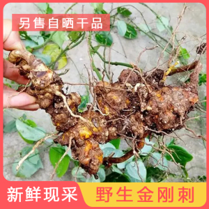 纯野生菝葜深山金刚刺中药材新鲜现挖马甲头天然金刚藤铁菱角泡酒