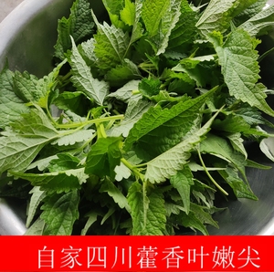 四川新鲜藿香叶 鱼香叶菜 五香 烤鱼大鱼香菜 霍香 炖鱼大茴