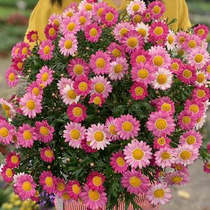 小雏菊盆栽带花玛格丽特