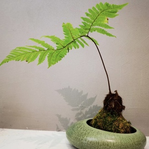 喜兰达旗舰店天猫盆景狗脊金蕨一叶蕨类植物老桩网红毛蕨室内绿植