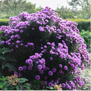 蜀地花园 重瓣荷兰菊多年生宿根花卉花镜搭配植物庭院阳台盆栽