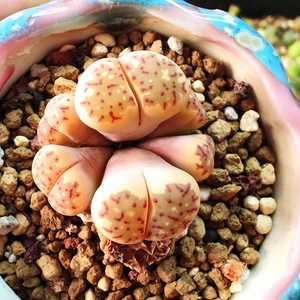 六头血丽虹玉 l. dorotheae 四年半 母本 番杏科生石花 一物一拍