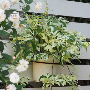 花叶五叶地锦盆栽 多年生耐热耐寒植物观叶藤本花卉花园植物