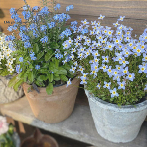 北美耳草盆栽小苗小型花卉耐寒春季开花植物趣味室外阳台