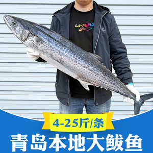 青岛大鲅鱼整条10斤新鲜鲜活冷冻燕鲅鱼特大超大蓝点马鲛鱼5-20