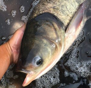 皖南青龙湾正宗野生大头鱼新鲜现杀胖头鱼头鳙鱼头花鲢鱼5斤