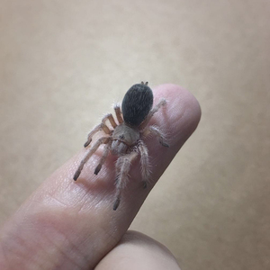 蜘蛛 宠物蜘蛛 捕鸟蛛 红玫瑰蜘蛛 幼体