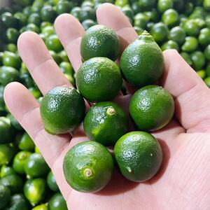 越南 海南新鲜500克小青金桔柠檬奶茶果汁冷饮咖啡店餐厅烧烤配用