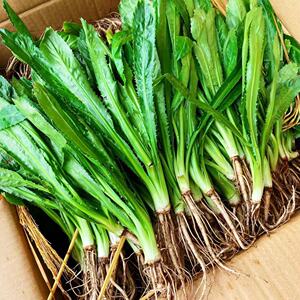 新鲜蔬菜泰国芫茜香料500克 长期供应越南各种食品酱小吃美食甜品