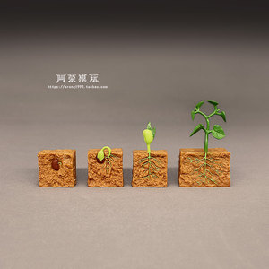 认知玩具教学教具豆类植物生长周期模型 播种发芽过程展示小摆件