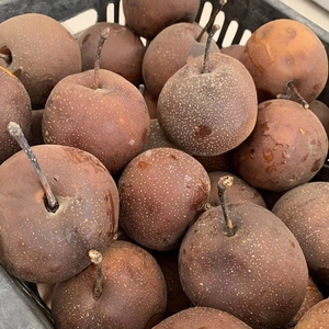 兰州皋兰什川软儿梨冻梨香水梨化心梨黑梨甘肃特产5斤包邮