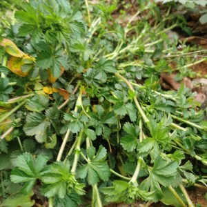 五皮风中药材