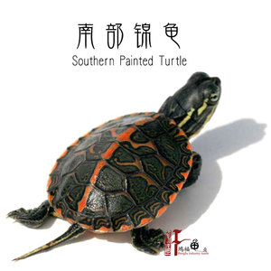 南部锦龟