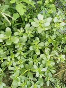 新鲜马齿苋马齿笕五行草安乐菜老鼠耳猪母菜野菜马蜂菜长命菜5斤