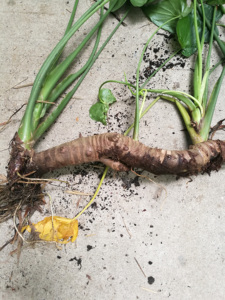 新鲜痒芋 大海芋 痕芋头尖尾芋观音莲 姑婆芋 白芋头 野芋头500克