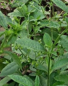 新鲜白花地胆草 地胆头 地胆苦地胆 天芥菜全草500高脚石榴婆