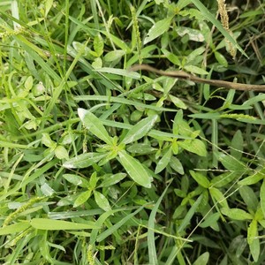 新鲜莲子草 虾钳菜 白花仔节节花 水牛膝白田乌白莲草500克