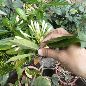 重瓣狗牙花四季常绿盆栽花卉开花芬芳秋香花苗丁香白庭院绿植阳台