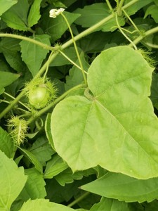 新鲜龙珠果  神仙果 假苦瓜  龙珠草 香花果野仙桃 中草药1斤