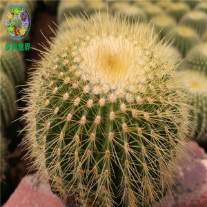 仙人球防辐射桌面金冠